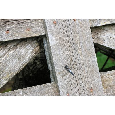 Bugaboo Dragonfly