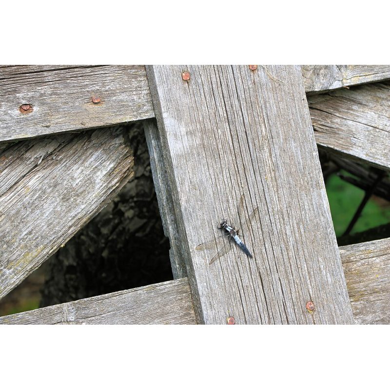 Bugaboo Dragonfly